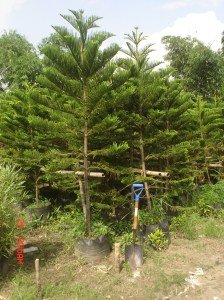 Araucaria