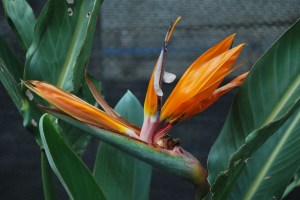 birds of paradise12