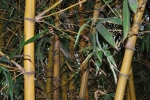 chinese bamboo 5