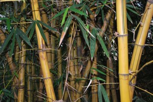 chinese bamboo12