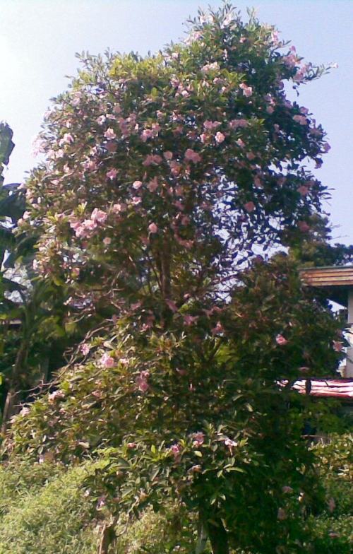 pink tabebuia