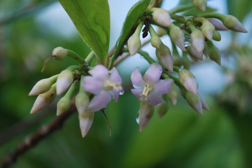 ardisia flowers 5