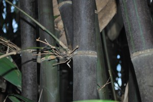 black bamboo 3