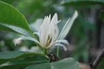 champaca flower 2