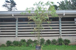 giant buddha bamboo 2