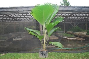 pritchardia 1
