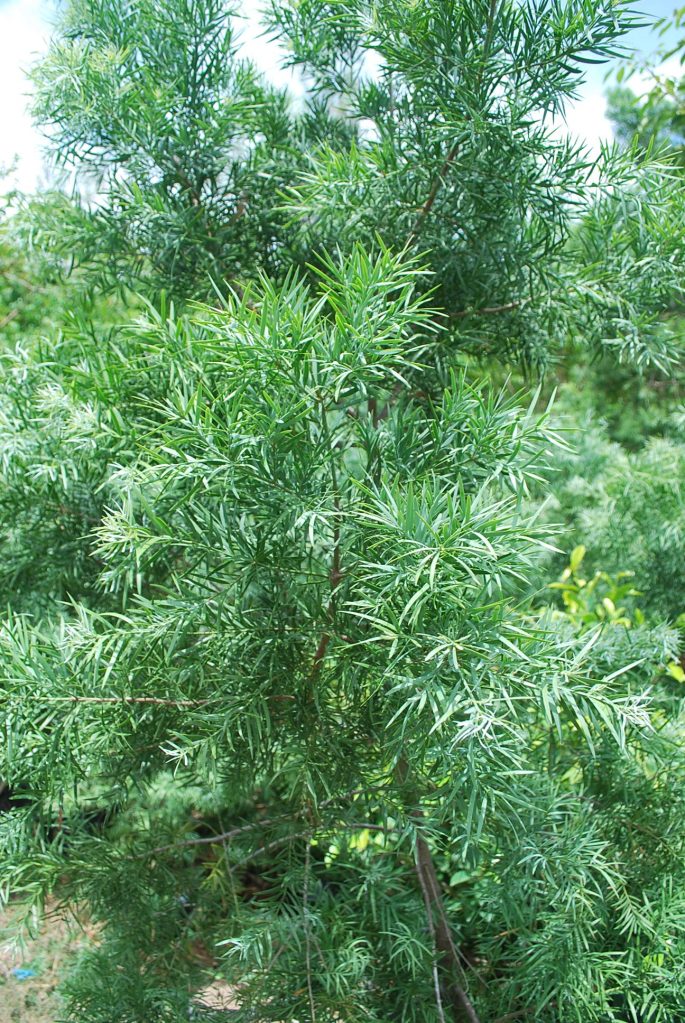 taxus sumatrana 4 | Cainta Plant Nursery