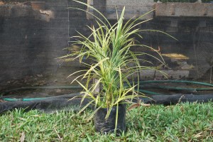 variegated pandan 2
