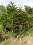 Araucaria