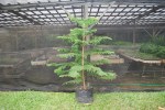 araucaria8