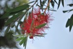 bottle brush flower&nbsp;23