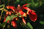 coral tree flower
