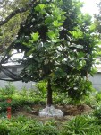 ficus lyrata