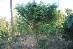 ficus benjamina23