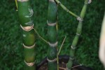 giant buddha bamboo4