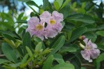 Tabebuia flower