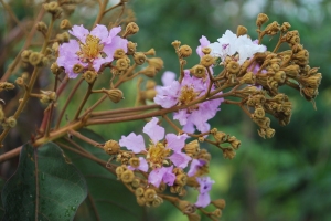 red banaba flowers 3