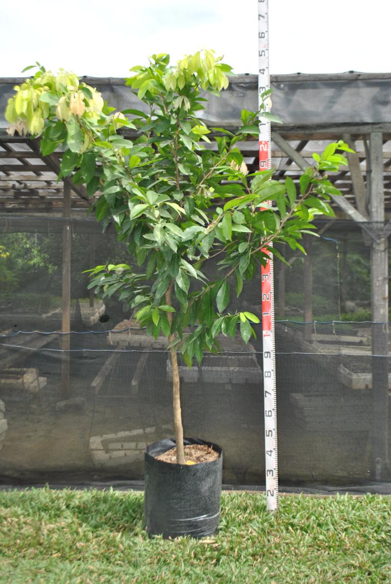 Balitbitan 00 020416 | Cainta Plant Nursery