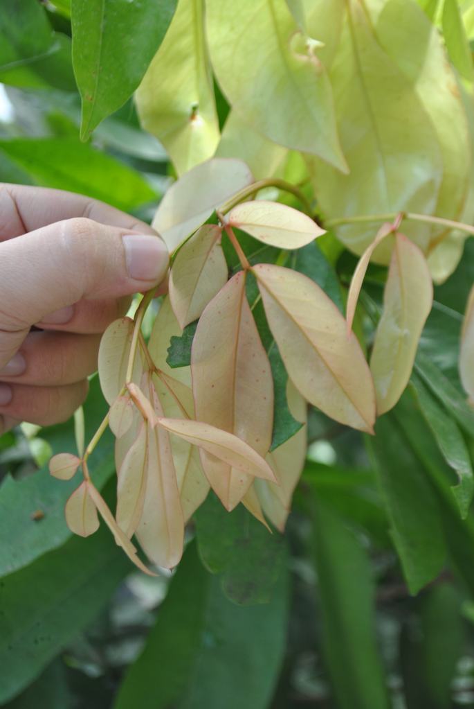Balitbitan 01 020416 | Cainta Plant Nursery