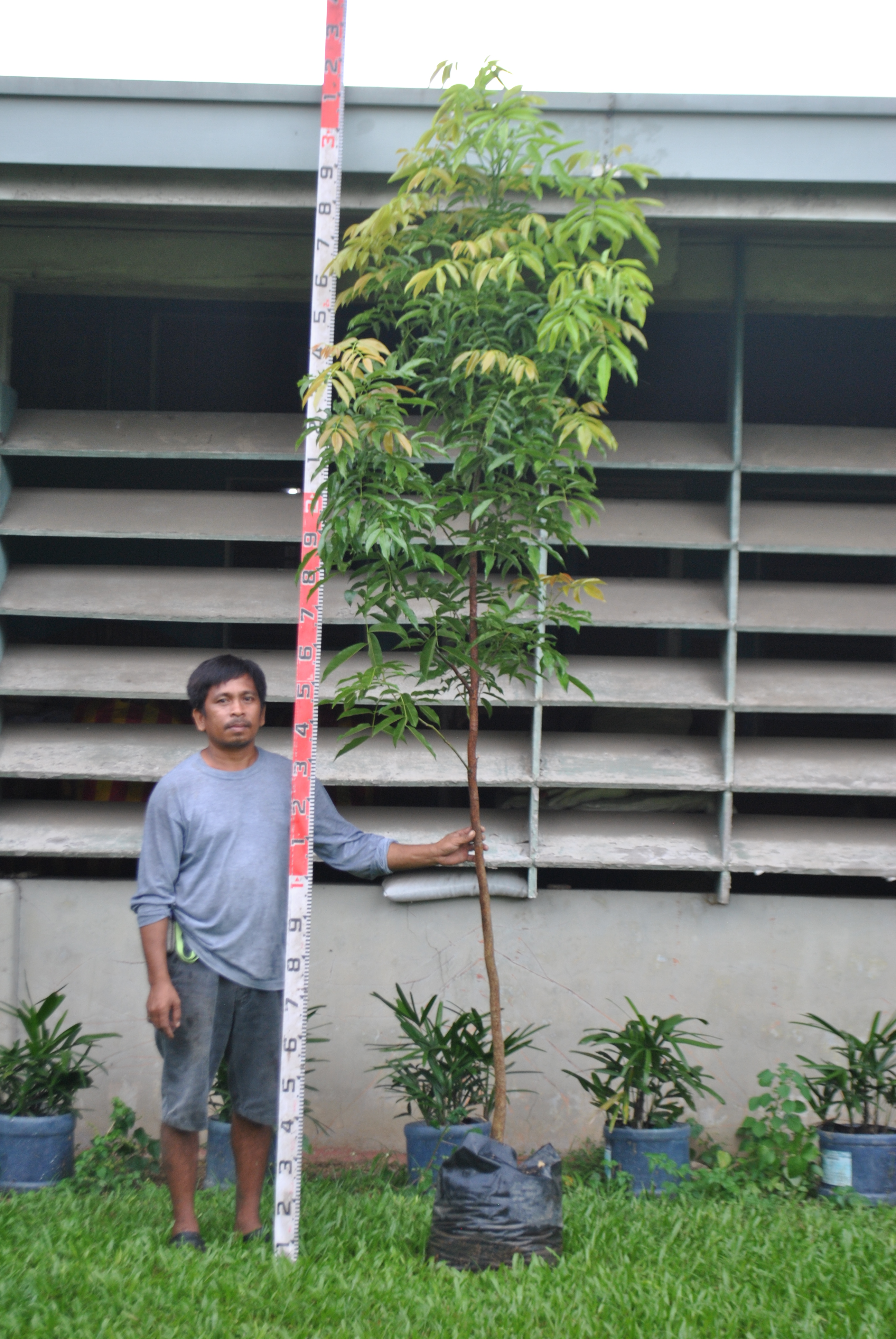 Gayai Gayai | Cainta Plant Nursery