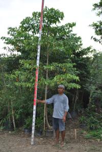 Kalumpit | Cainta Plant Nursery