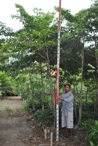 Kalumpit | Cainta Plant Nursery